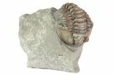 , Partially Enrolled Flexicalymene Trilobite - Ohio #68589-1